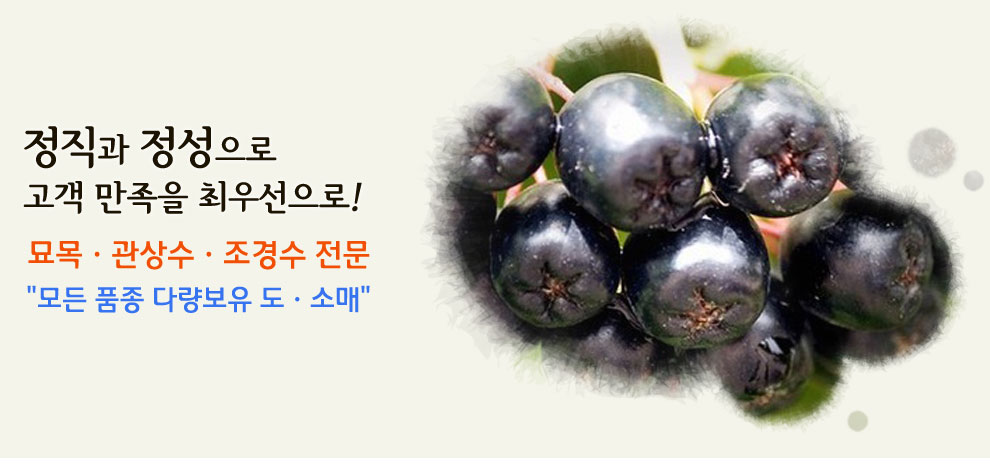 슬라이드 이미지